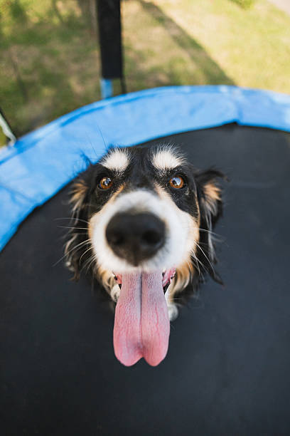 200+ Dog Trampoline Stock Photos and Royalty-Free Pictures - iStock