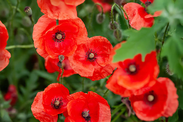 istock Red poppy. Blooming meadow flowers close-up 2222026528