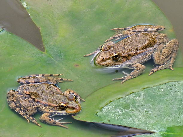 Une grenouille rieuse parmi des nénuphars roses