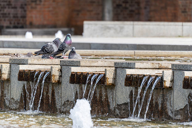 A group of pigeons gathers at the edge of a granite fountain with cascading water. The birds drink and rest on a sunny day in the city.