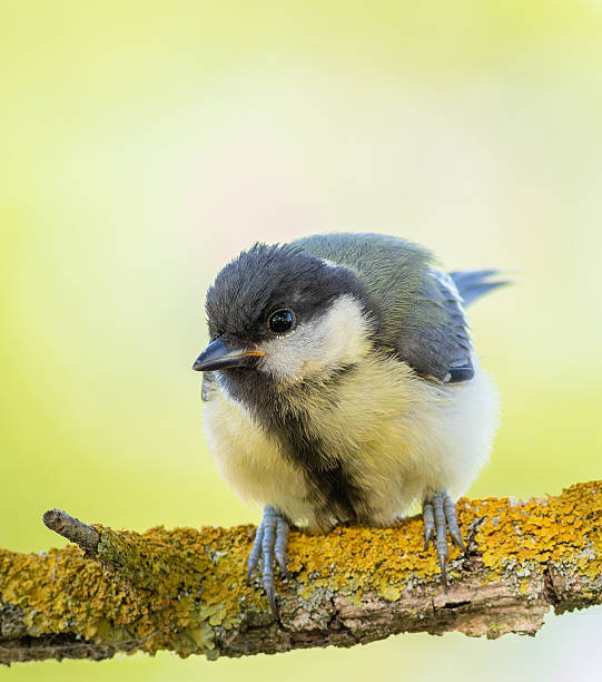 istock Great tit, Parus major. A bird sitting on a beautiful branch, close-up, flat background 2222030467