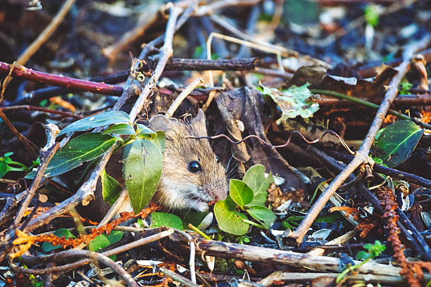 Little mouse hides in the bushes.