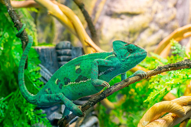 istock Young green chameleon on a branch. Cute pet. 2222034134