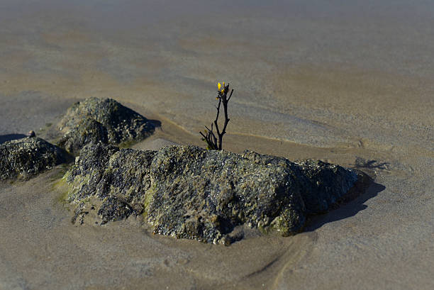 Plage de Saint-Malo