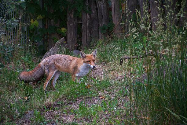 istock Red fox standing alert in forest edge, blending into natural rural habitat 2222036645