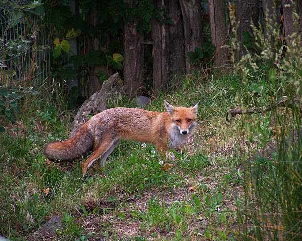 istock Red fox standing alert in forest edge, blending into natural rural habitat 2222036646