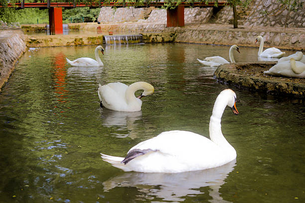 swan in the lake