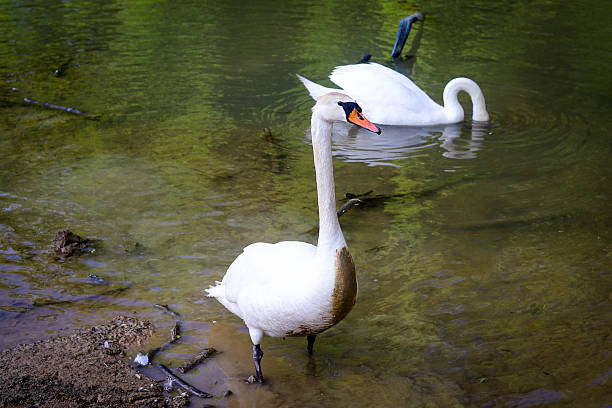 istock swan in the lake 2222039868