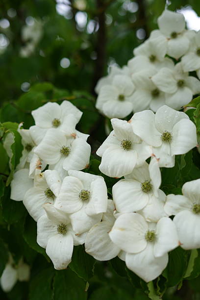 istock Blooming white dogwood flowers after rain 2222040843