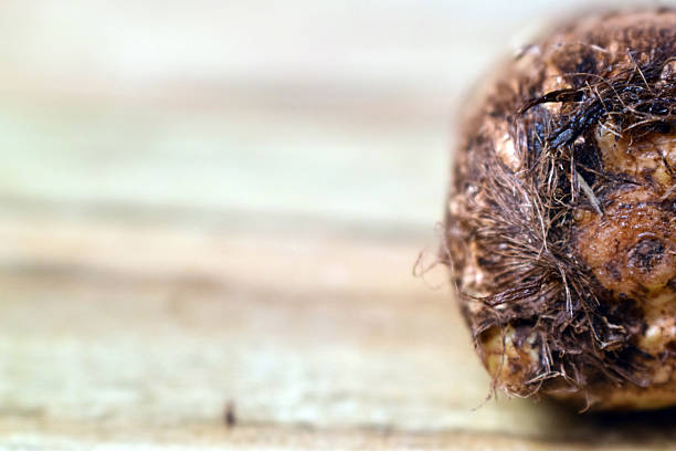Fresh Taro Root Vegetable On Wooden Table Close Up With Background Blur  Image