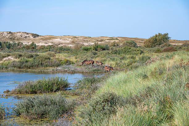 istock Wild horses at a small lake in a dune landscape 2222042287