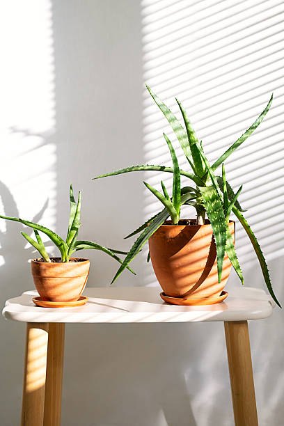 istock Two Potted Aloe Vera Plants on Small Table Against Wall with Sun Blinds Shadow. Home Decor Concept. 2222045117