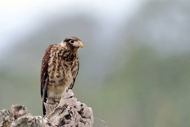 istock young Yellow-headed Caracara (Milvago chimachima), isolated; perched on a cactus in northeastern Brazil 2222050023