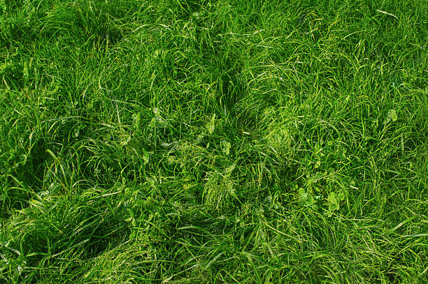 istock Lawn grass and clover plants as background. Green grass with water drops. 2222050723