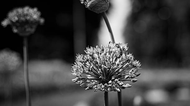 istock Intricate Details of a Summer Blossom 2222051591