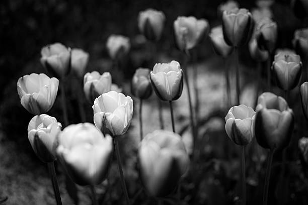 istock Black and white flowers flourishing 2222053533