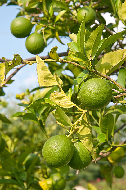 istock Lemon tree full of lemons ready to be taken 2222053749
