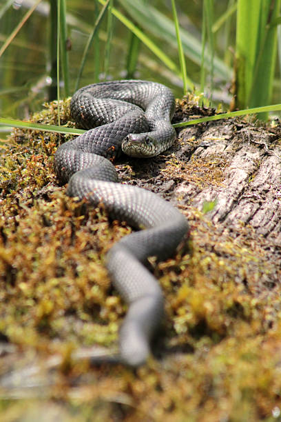 istock Grass snake (Natrix natrix) laying in a wet moss 2222053851