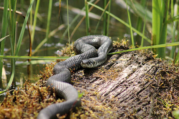 istock Grass snake (Natrix natrix) laying in a wet moss 2222053855