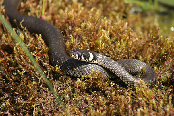 istock Grass snake (Natrix natrix) laying in a wet moss 2222053971