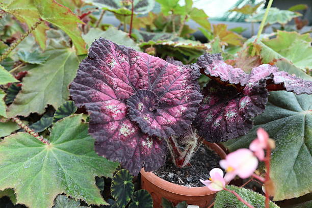 istock Rex Begonia with Colorful Leaves in Pot 2222055105