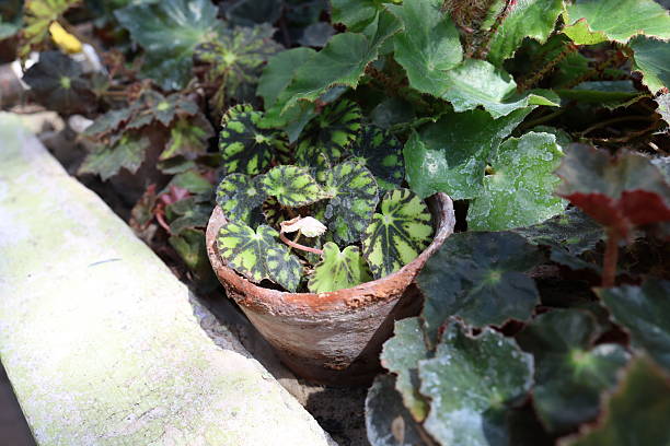 Begonia plants with pink flowers and various green and patterned leaves growing in pots inside a greenhouse setting.