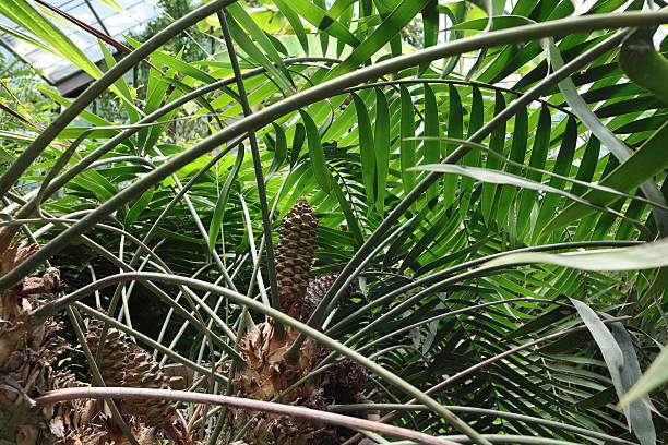 Tropical Cone of Encephalartos Villosus Plant