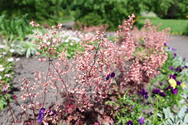 Close-up views of garden plants including pansies, lamb's ear, succulents, wild strawberries, and dense green foliage with small white flowers.