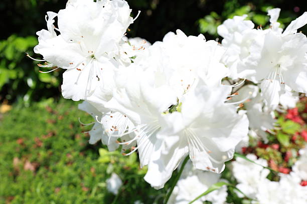 Close-up images of blooming rhododendron flowers in white and pink shades, surrounded by dark green leathery leaves in natural garden lighting.