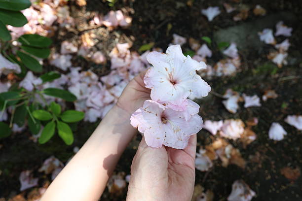 Close-up images of blooming rhododendron flowers in white and pink shades, surrounded by dark green leathery leaves in natural garden lighting.