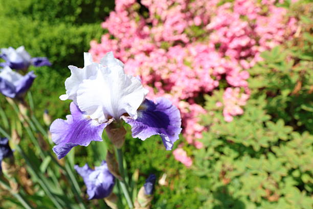 Close-up views of blooming bearded irises in various colors including purple, white, burgundy, and pink in a sunlit garden setting.
