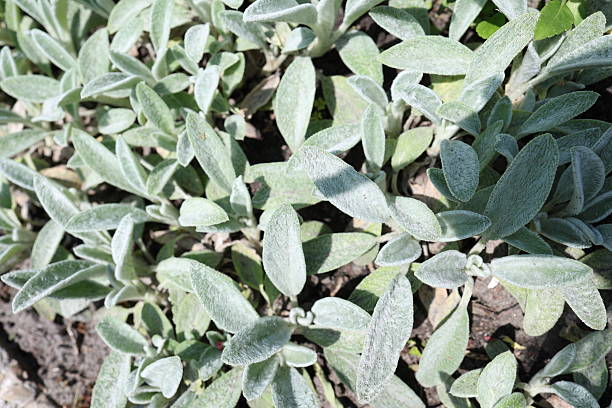 Close-up views of garden plants including pansies, lamb's ear, succulents, wild strawberries, and dense green foliage with small white flowers.