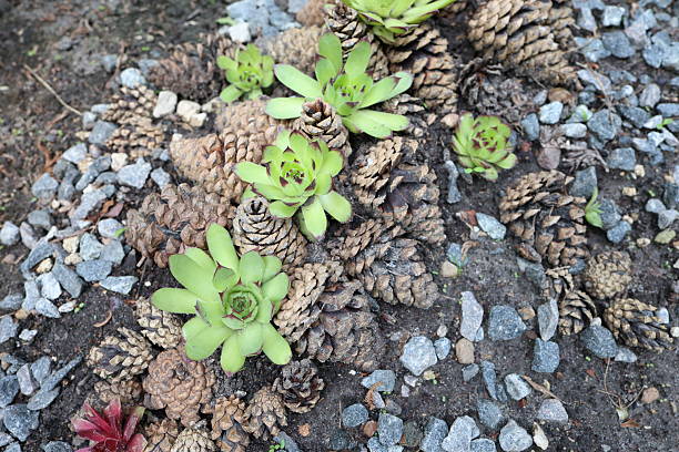 Close-up views of garden plants including pansies, lamb's ear, succulents, wild strawberries, and dense green foliage with small white flowers.