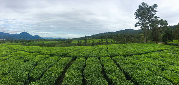 Close-up shot of lush green tea bushes stretching across the hilly terrain under an overcast sky at Wayang Windu, Bandung, Indonesia. The dense cloud cover and soft diffused light bring out the rich textures and layered contours of the plantation.\n\nConcept :\ntea plantation, Bandung, Wayang Windu, Indonesia landscape, overcast weather, cloudy tea field, green hills, tea leaves, rural Indonesia, agricultural landscape, misty highlands, nature travel, tea farming, terraced fields, scenic tea garden, tea culture, moody nature scenery