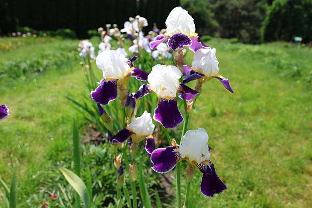 Close-up views of blooming bearded irises in various colors including purple, white, burgundy, and pink in a sunlit garden setting.