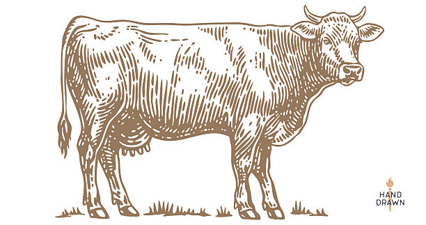 Cow, bull, beef. Retro style beef bull sketch, vintage cow drawing black white, old ink pencil artwork. Bull silhouette, side view cow profile, engraved beef print. Vector Illustration