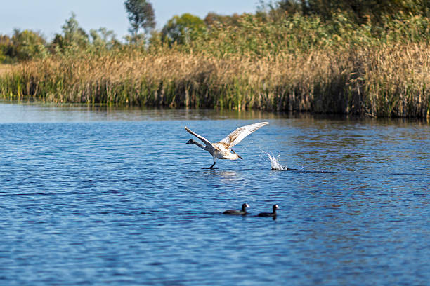 istock Swan gracefully lands on serene water surface during a peaceful afternoon in a tranquil wetland area 2222063209