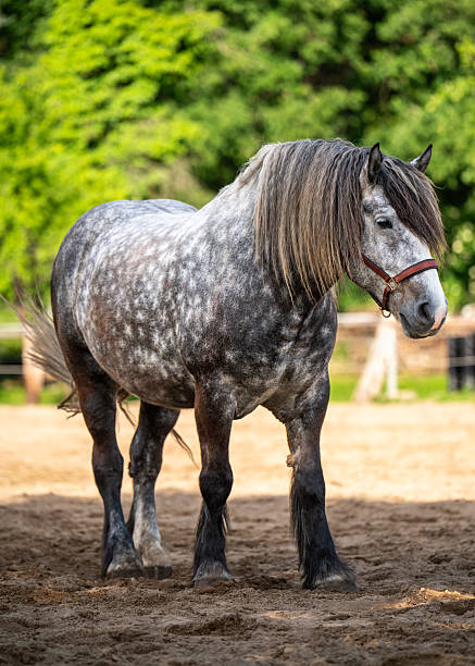 istock Dapple grey horse standing in an open air paddock on rural farm. Peaceful countryside setting, perfect for themes of equestrian life, farm animals, outdoor nature. 2222065221