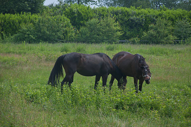 istock group of beautiful horses is brown than white 2222065437