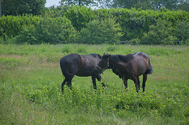 group of beautiful horses is brown than white