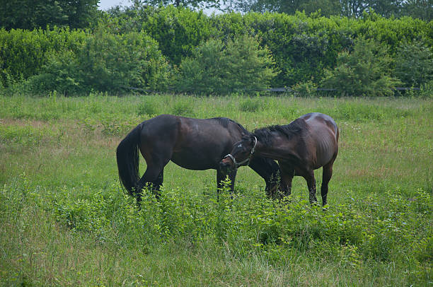 Two beautiful horses are peacefully grazing together in a lush, grassy field, enjoying the serene natural surroundings and fresh air