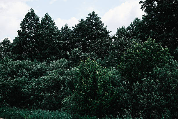Lush tree foliage on riverbank in summer