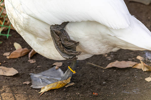White bird with a yellow tag on its foot. The bird is standing on a dirt ground