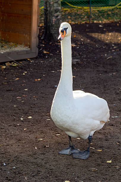 istock Large white swan stands in a dirt field 2222066114