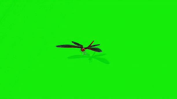 3D illustration -  flying dragonfly isolated on green screen