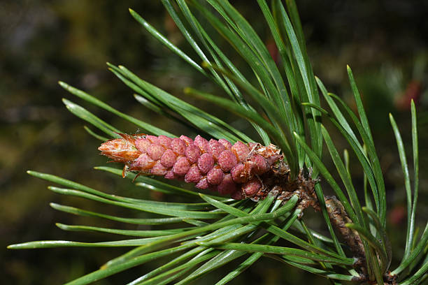 Pinus sylvestnis young cone