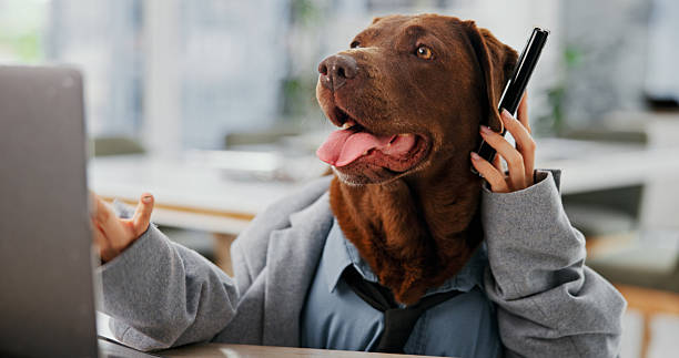 istock Laptop, phone call and problem solving with business dog in office for administration, conversation or research. Communication, computer and humor with labrador employee in workplace for management 2222068834