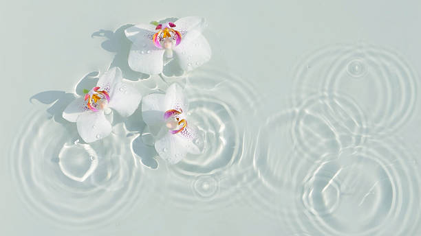 istock three white orchid flower petals in transparent water source with light reflections from above, beauty spa purity background concept with copy space 2222071115