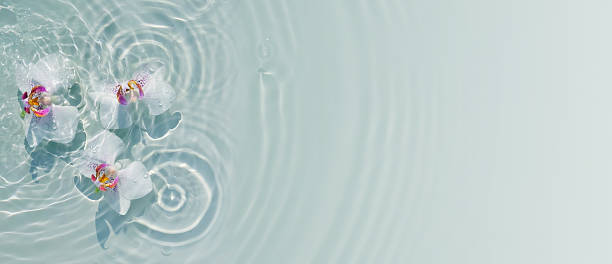 istock three white orchidthree white orchid flower petals in transparent rippled water texture with sunlight reflections from above, beauty spa background banner with copy space for beauty spa, cosmetics and travel flower petals in transparent rippled water text 2222071155