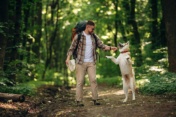 Doing the tricks by using stick. Man tourist is with his dog in the forest.